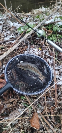 ヤマメの釣果