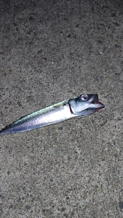 マサバの釣果