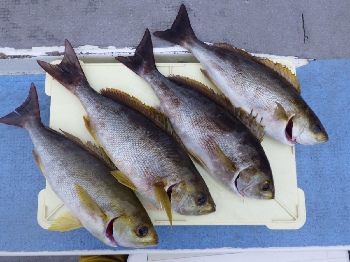 石川釣船@船長さんの釣果 2枚目の画像