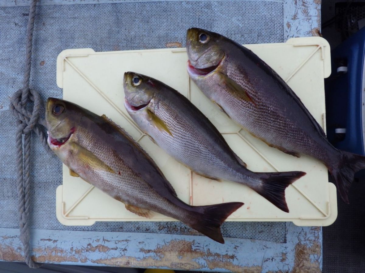 石川釣船@船長さんの釣果 3枚目の画像