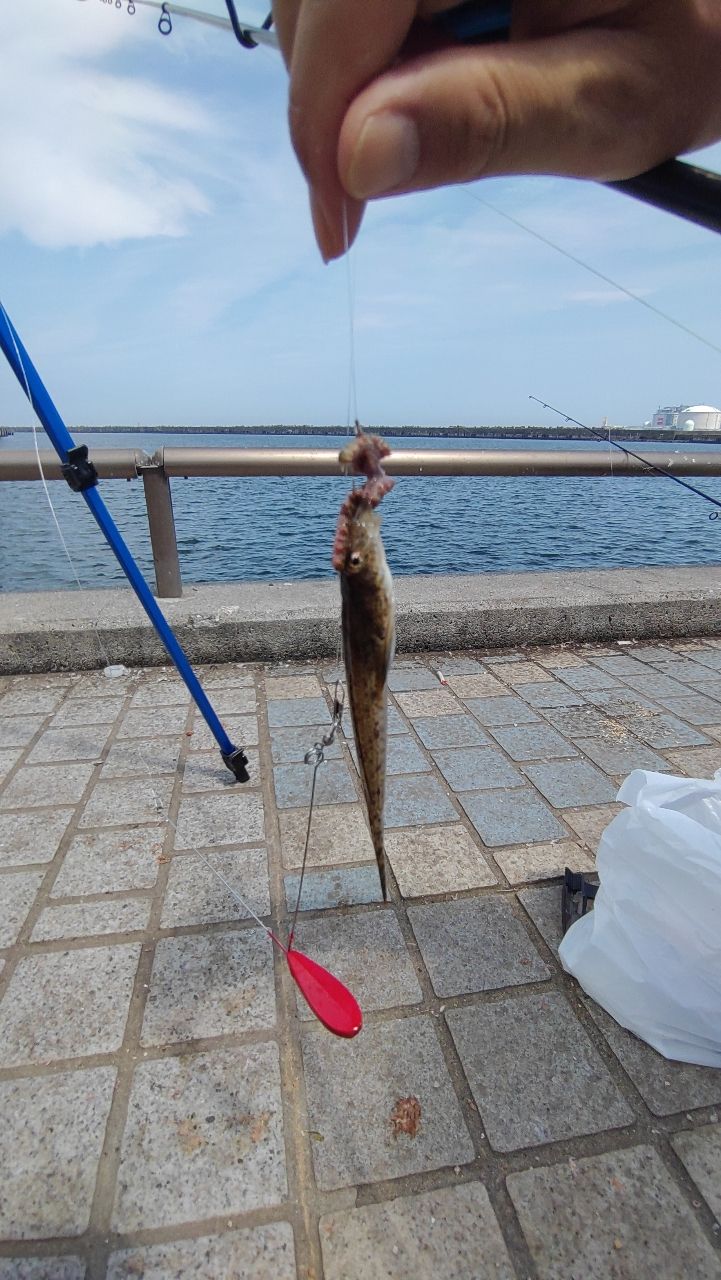 マハゼ