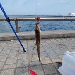 マハゼ