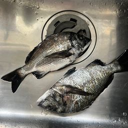 チヌ