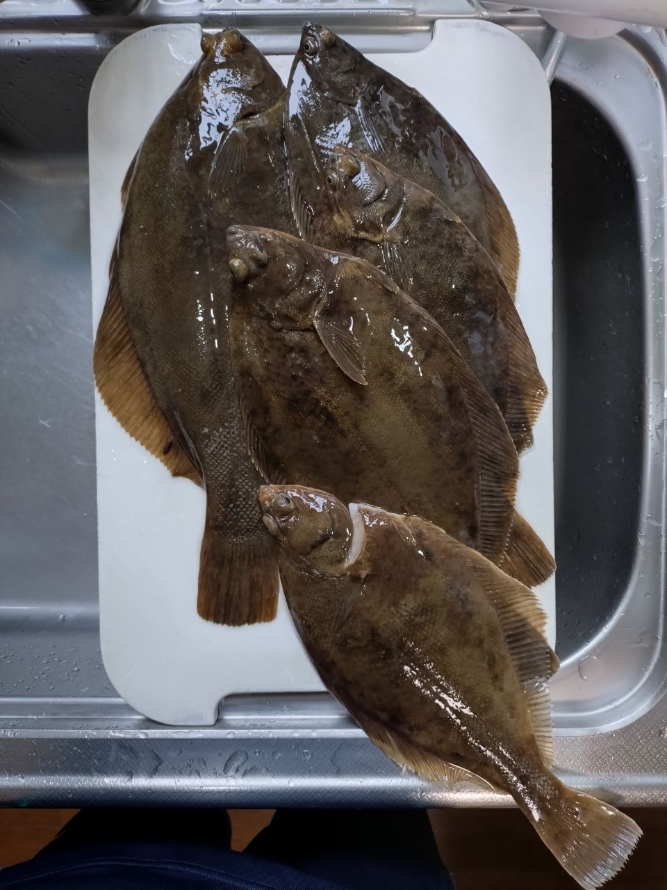 マコガレイ