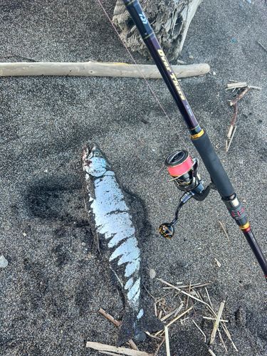 サクラマスの釣果