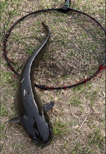 ナマズの釣果