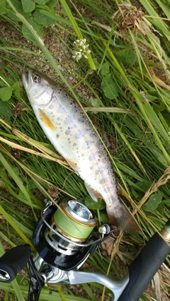 ヤマメの釣果