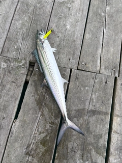 サワラの釣果