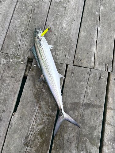 サワラの釣果