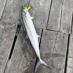 サワラ