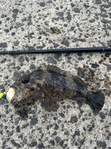 ソイの釣果