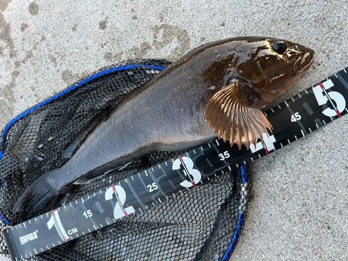 アイナメの釣果