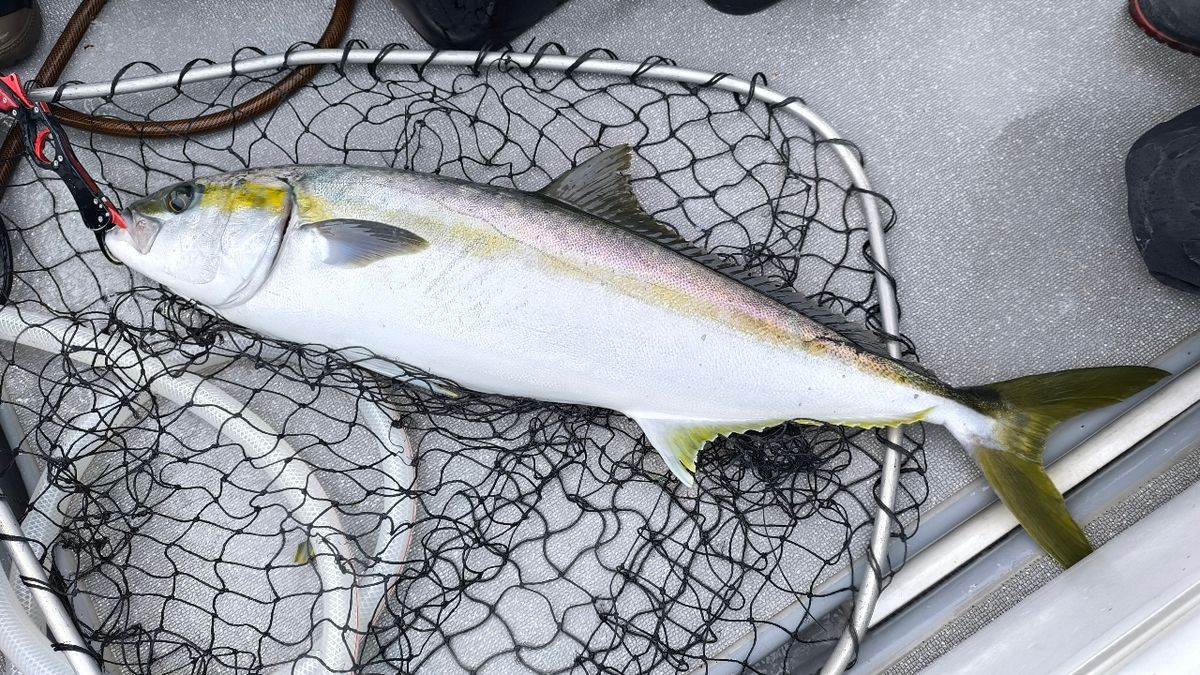 🎣みやもん🎣さんの釣果 1枚目の画像