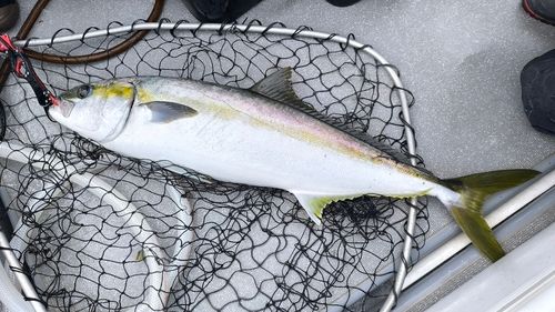 ヒラマサの釣果