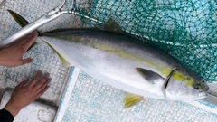 ブリの釣果