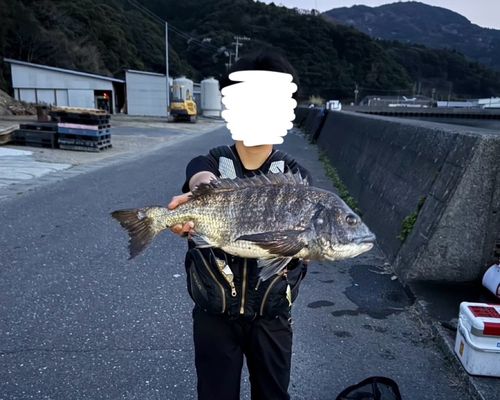 チヌの釣果