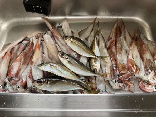 ヤリイカの釣果