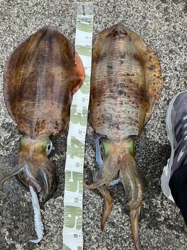 アオリイカの釣果