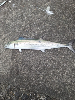サゴシの釣果