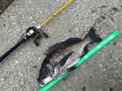 クロダイの釣果