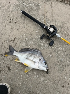 キビレの釣果