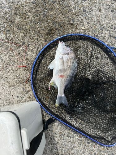 キビレの釣果