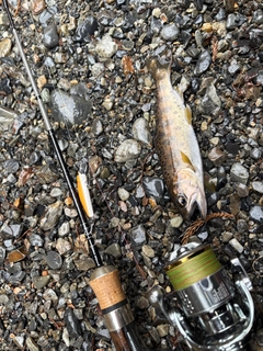 ヤマメの釣果