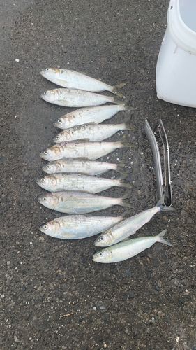 コノシロの釣果