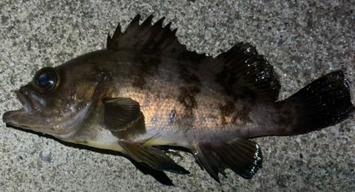 メバルの釣果