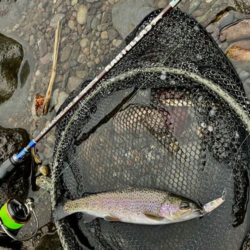 ニジマスの釣果