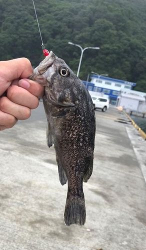 クロソイの釣果
