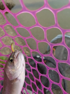 ニジマスの釣果