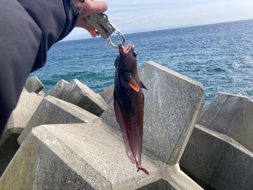 ドンコの釣果