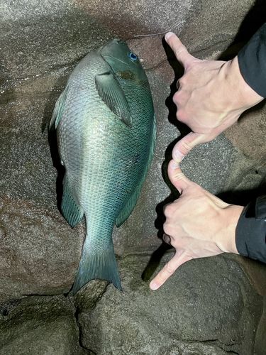 メジナの釣果