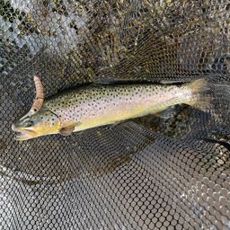 ブラウントラウト