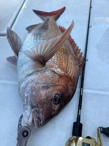 マダイの釣果