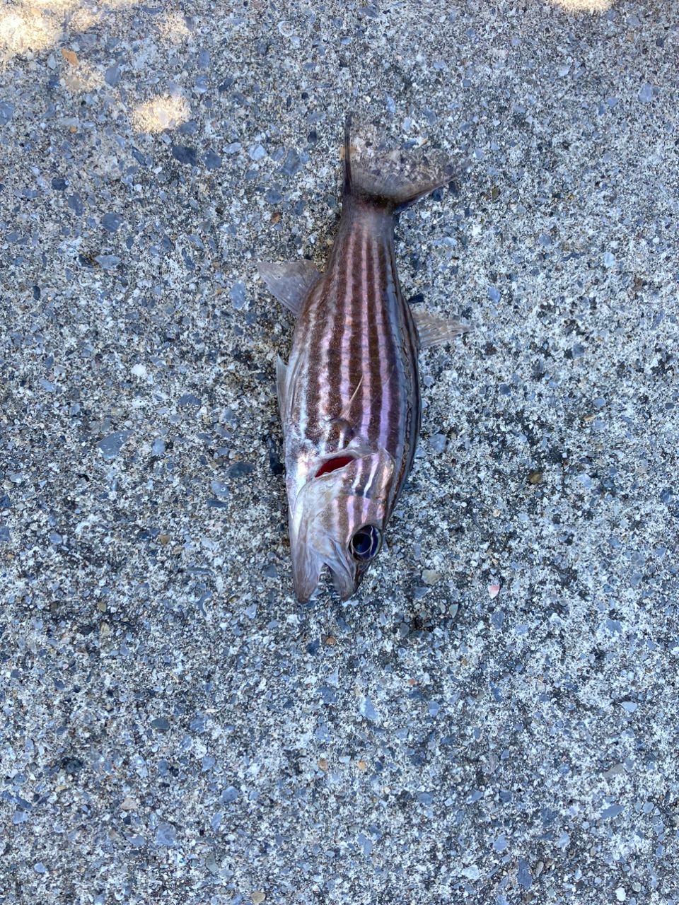 リュウキュウヤライイシモチ