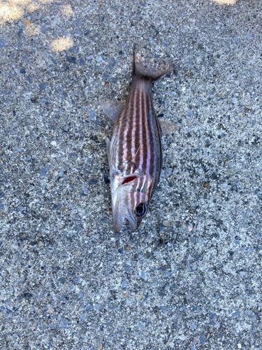 リュウキュウヤライイシモチの釣果