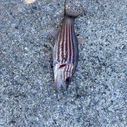 リュウキュウヤライイシモチ