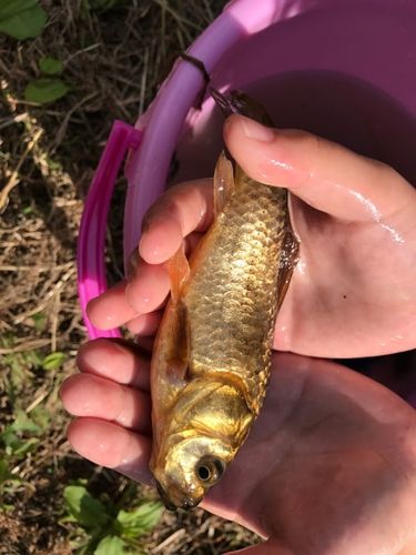 キンブナの釣果