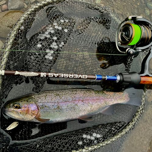 ニジマスの釣果