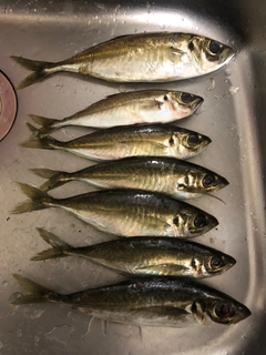 アジの釣果