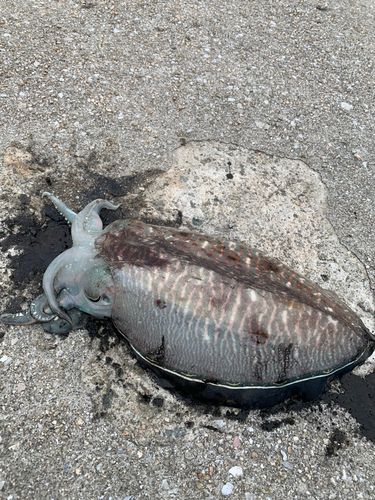 コウイカの釣果