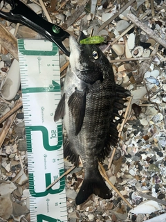 クロダイの釣果