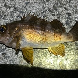 シロメバル