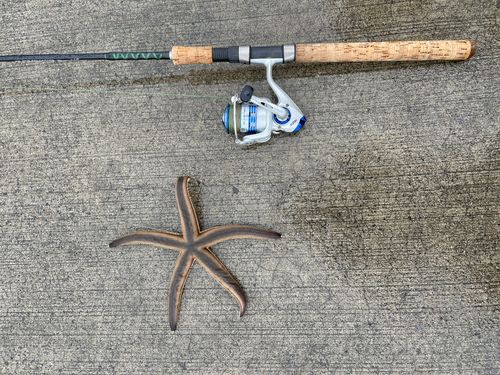 セイゴ（マルスズキ）の釣果
