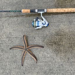 セイゴ(マルスズキ)