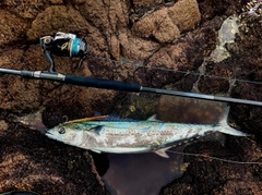サワラの釣果