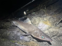フトツノザメの釣果