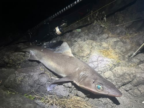 フトツノザメの釣果